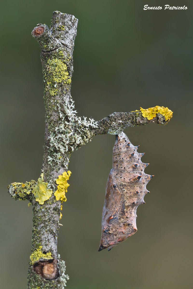 crisalide da identificare - Vanessa antiopa